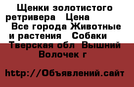 Щенки золотистого ретривера › Цена ­ 15 000 - Все города Животные и растения » Собаки   . Тверская обл.,Вышний Волочек г.